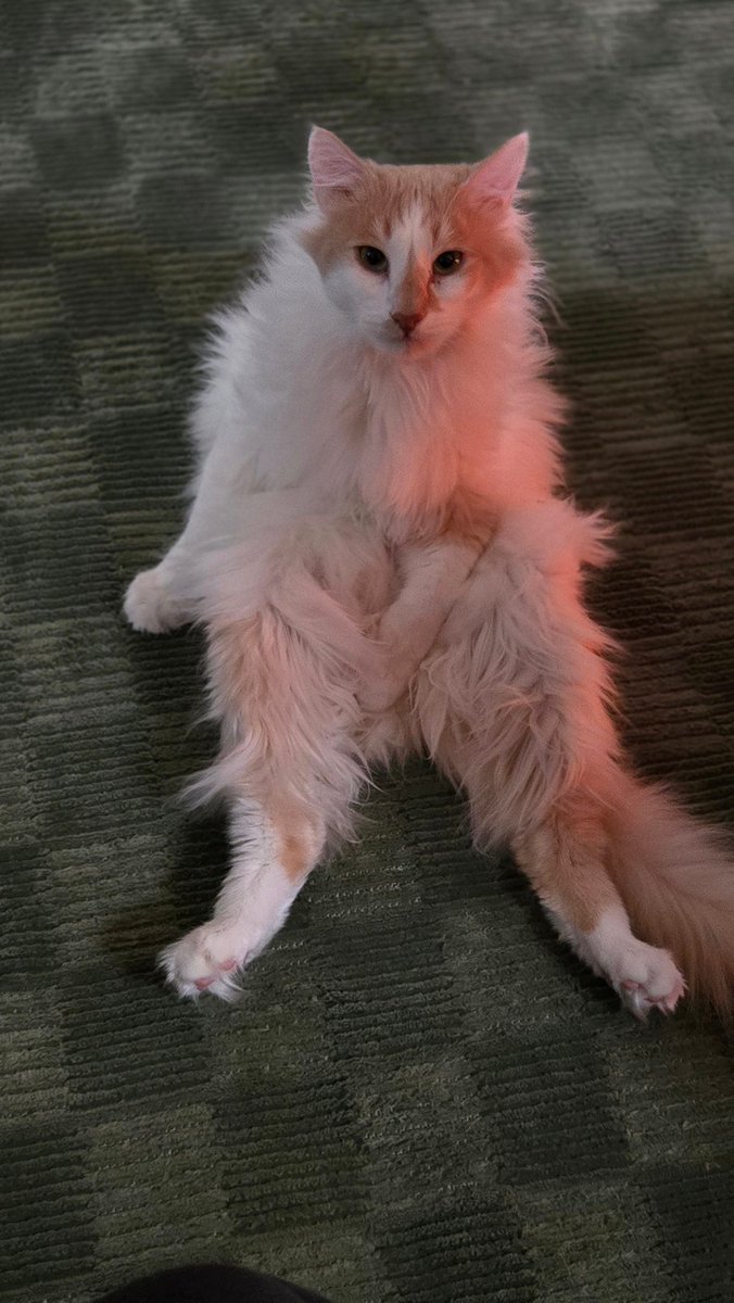 ADTerminal (Sam) tweet media