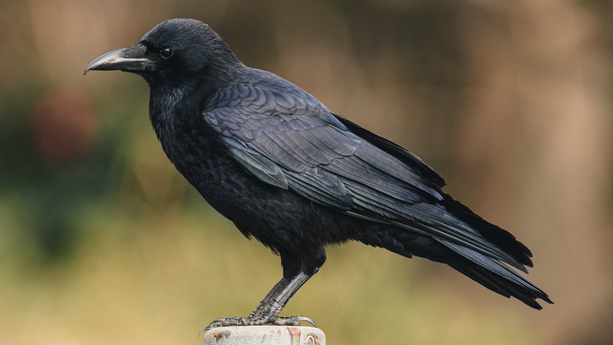 あまね@サバゲー＆コスカメ (@amane634sava) on Twitter photo 