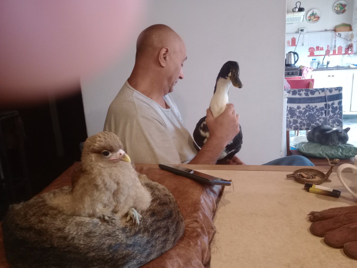 EMinaglia's tweet photo. Un chimango durmiendo sobre mi gatita, un pato sobre mi hermano... Falta un jabalí haciendo tortas fritas y bingo https://t.co/exyc27w8D3