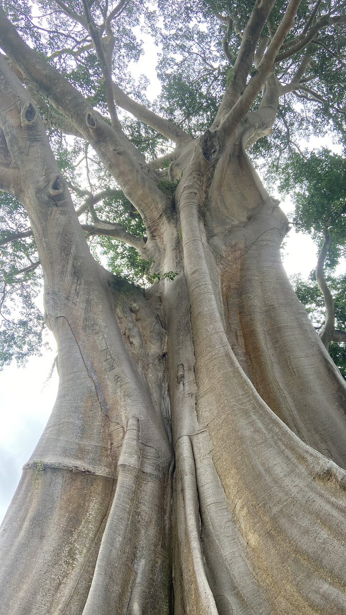 aditwashere_'s tweet photo. Menyembah pohon, Mepohon, Memohon https://t.co/w8uUkU5ybN