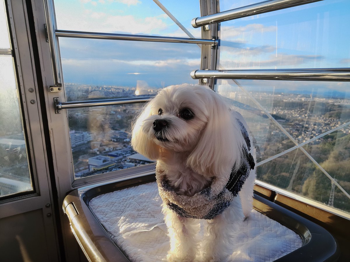 Maltese_Aimer's tweet photo. 観覧車に乗ってきた🐶
#マルチーズ 
#犬 https://t.co/dgBJLSXE0O
