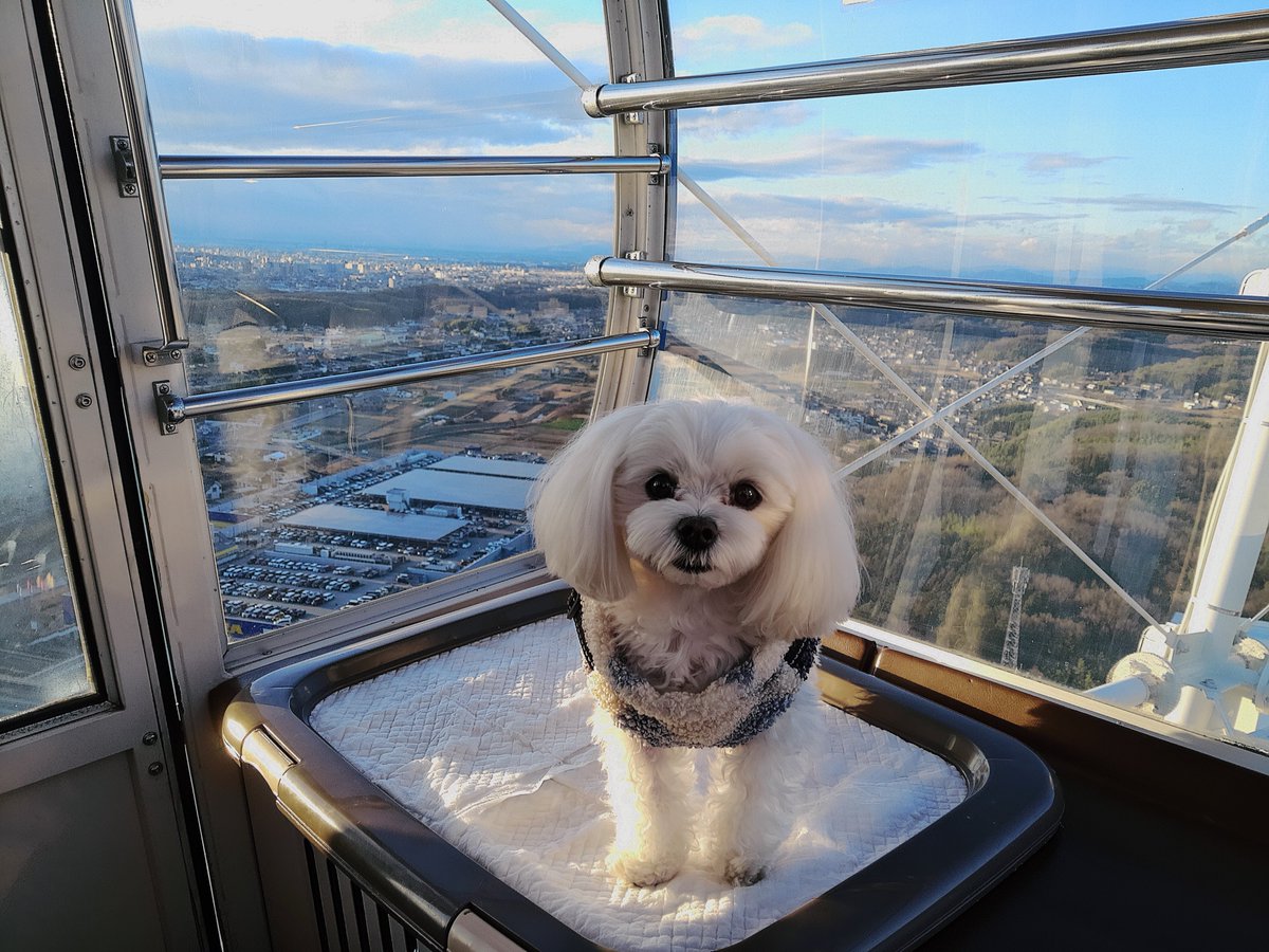 Maltese_Aimer's tweet photo. 観覧車に乗ってきた🐶
#マルチーズ 
#犬 https://t.co/dgBJLSXE0O