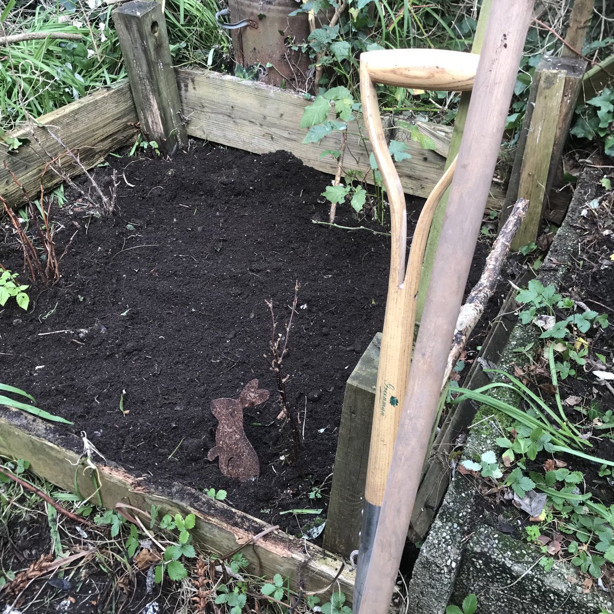 helen21206699's tweet image. My little #vegetable #patch dug over and ready to #plant with the help of my #gardening friend