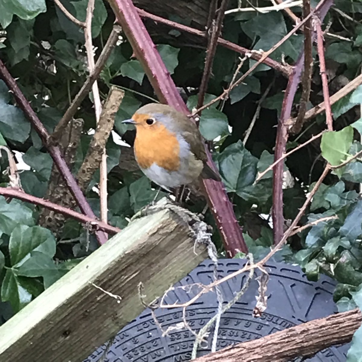helen21206699's tweet image. My little #vegetable #patch dug over and ready to #plant with the help of my #gardening friend