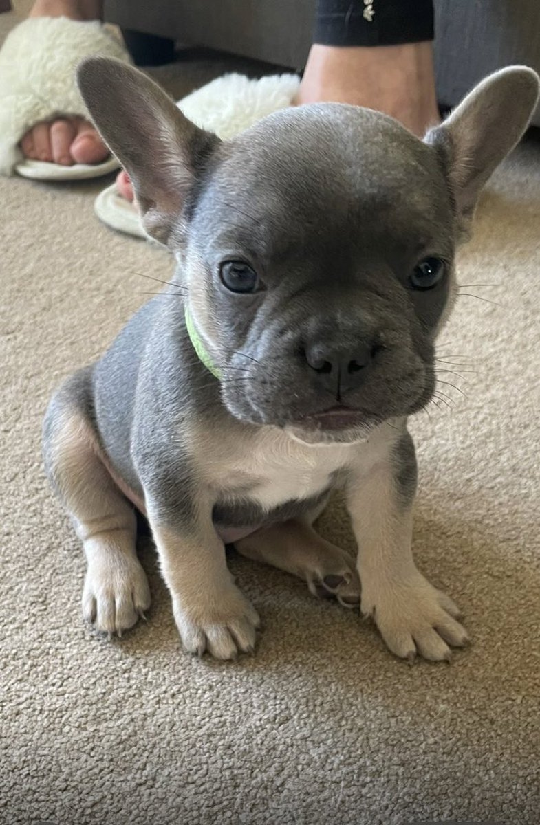 Meet Barry! Soon to be Gus’s little cuz! 🤪 Gonna be fun😉