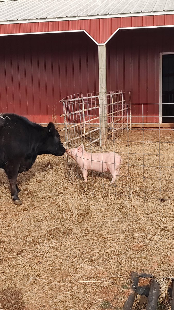 Paul Ferda tweet media