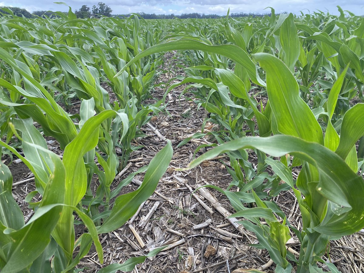 Bumper Crop tweet media