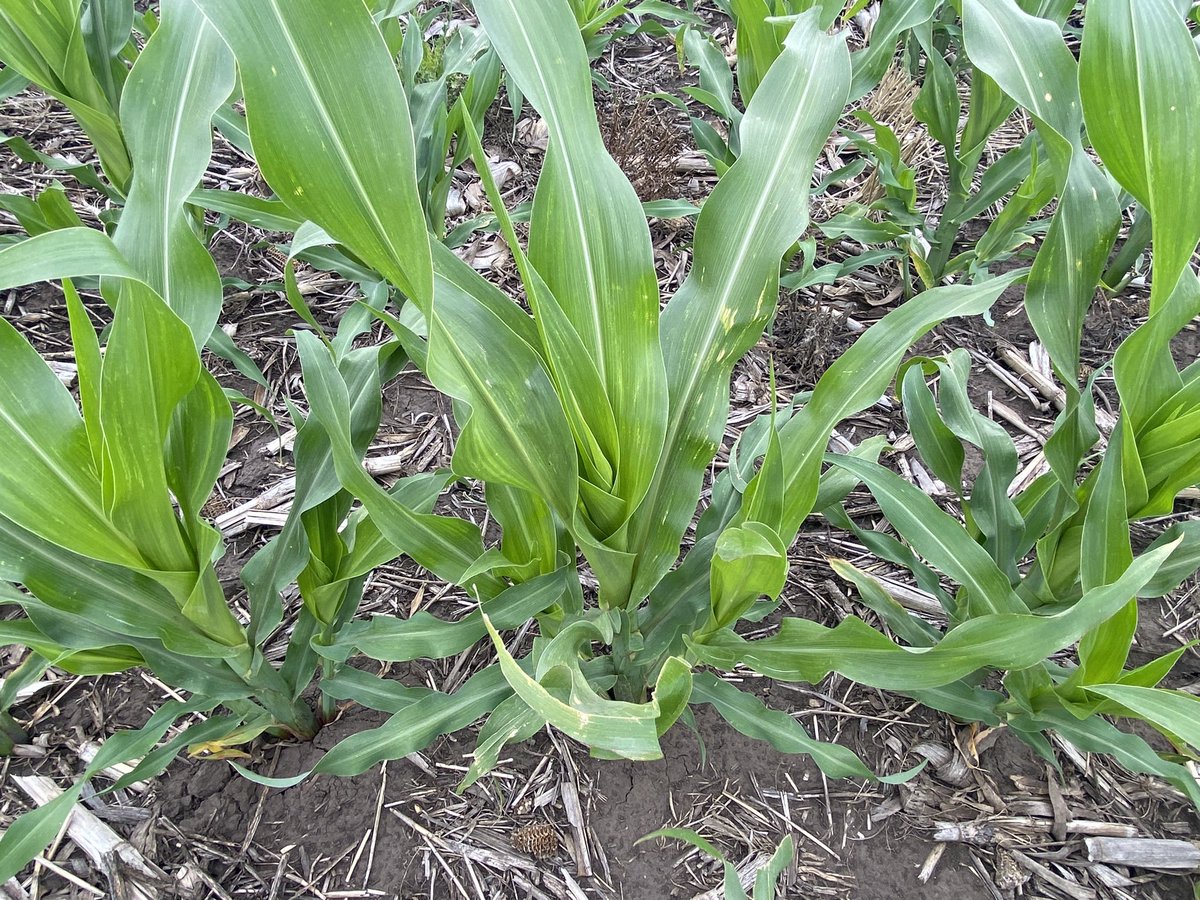 Bumper Crop tweet media