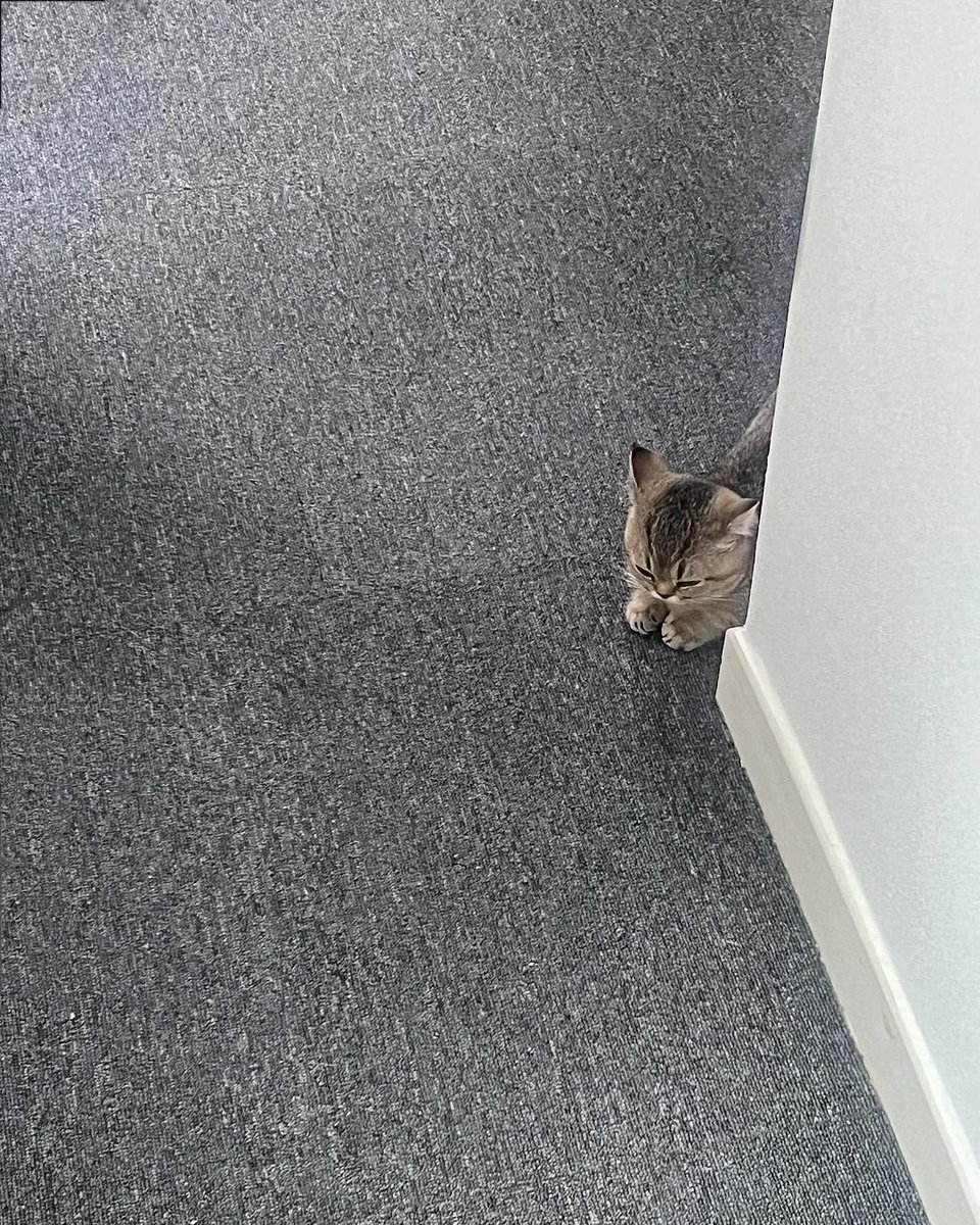 ThePetsX's tweet image. So smol