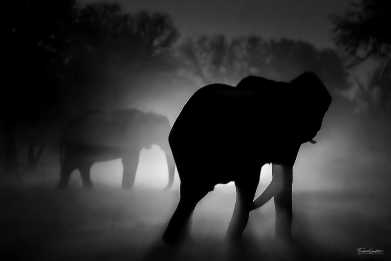 vrett25's tweet photo. Almost forgot that I participated in this one 🙄 honorable mention with "ELEPHANT GHOSTS " in the Monochrome Awards. #wildlifephotography #monochrome #blackandwhitephotography #fredvonwinckelmannwildlifephotography #elephants #botswana https://t.co/rWvR6EPa10