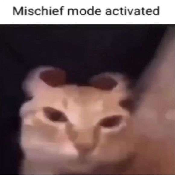 Cool Cat Society (@coolcatsociety) on Twitter photo 