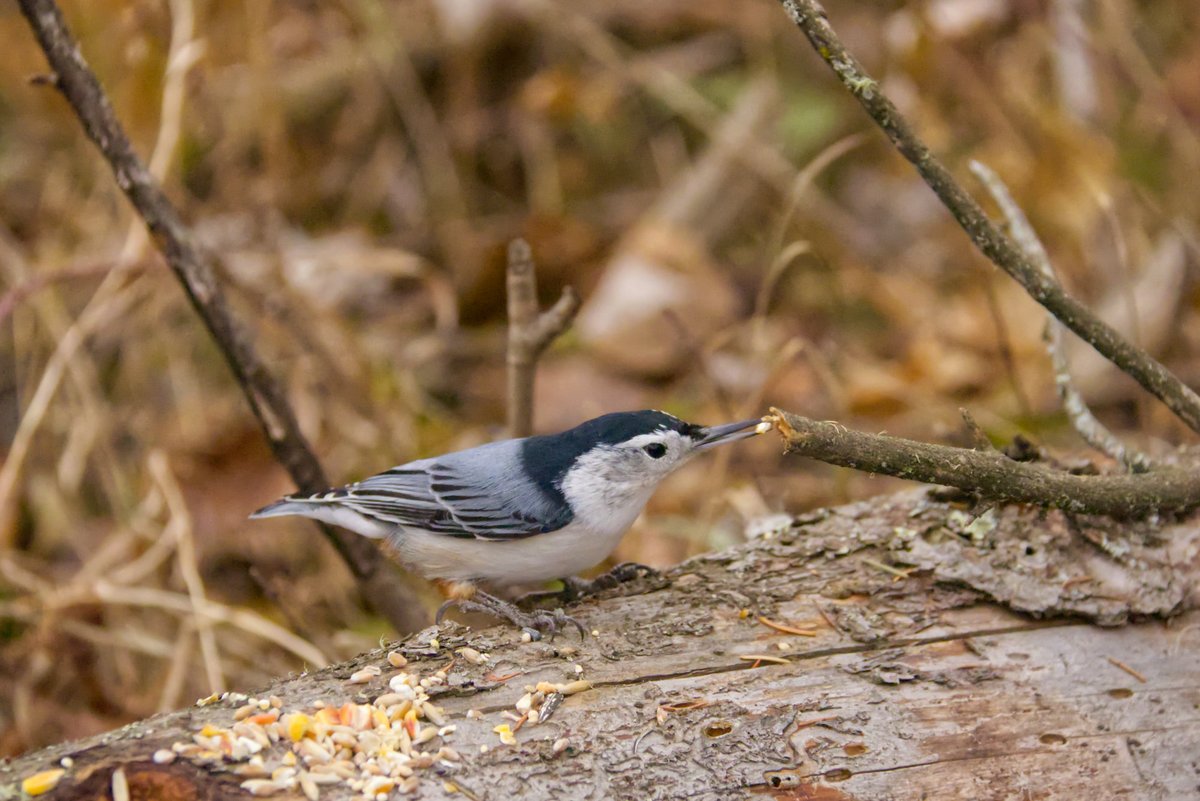 MamoonRina's tweet photo. White-breasted nuthatch.

#photography #nature #birds #wildlife https://t.co/CZOY2EZj1h