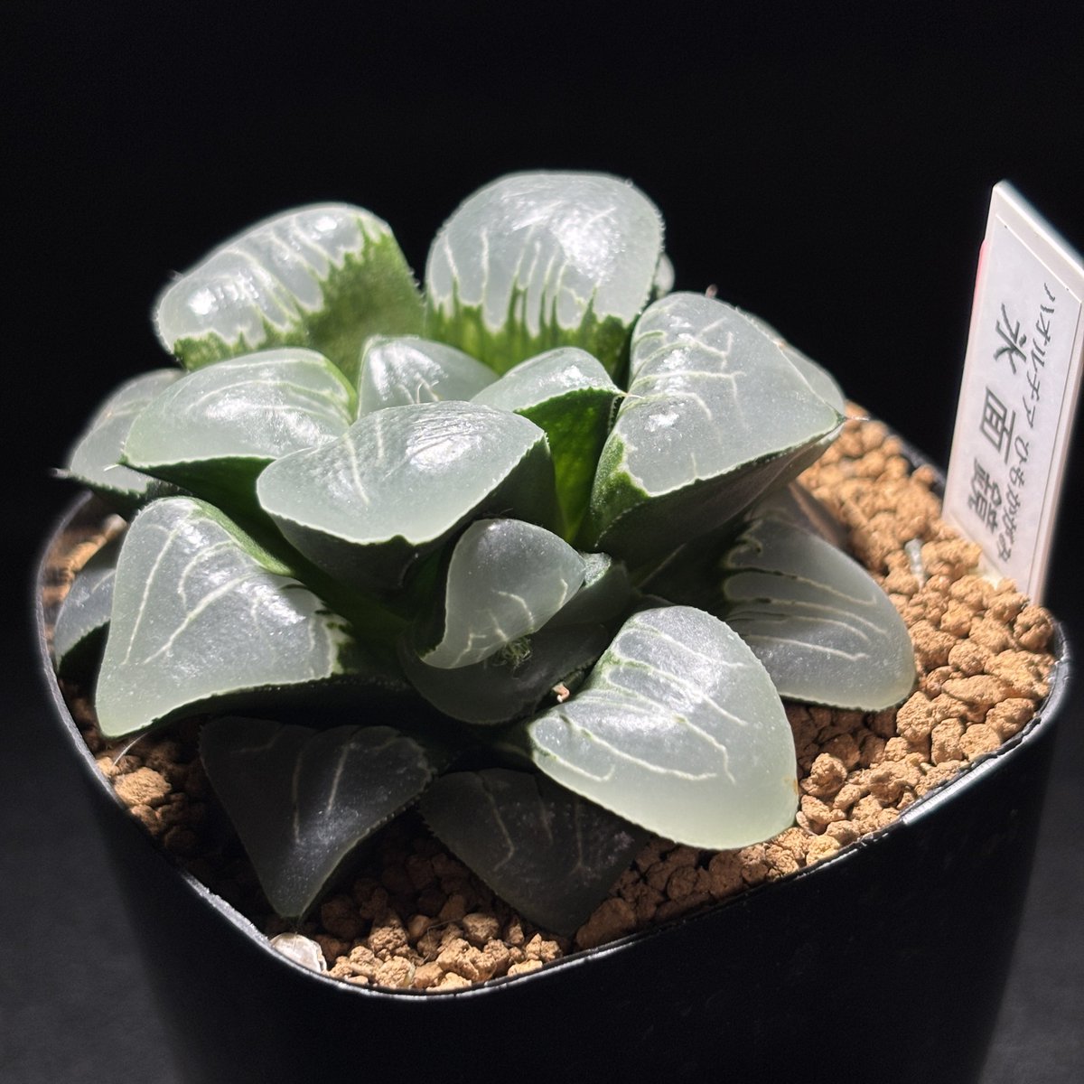 札付き♥️シムランス✕ラコロ✨ Reshiram & Zekrom GX (Secret) - SM - Cosmic Eclipse - Pokemon