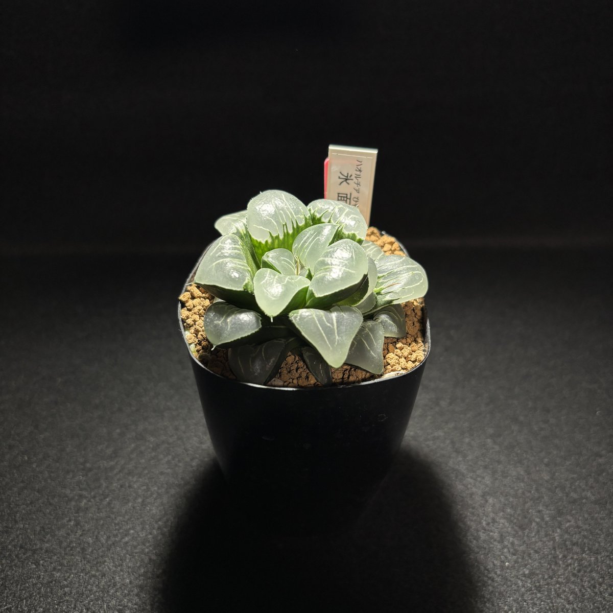 札付き♥️シムランス✕ラコロ✨ 状態C〕レシラム＆リザードンGX【RR】{016/173}