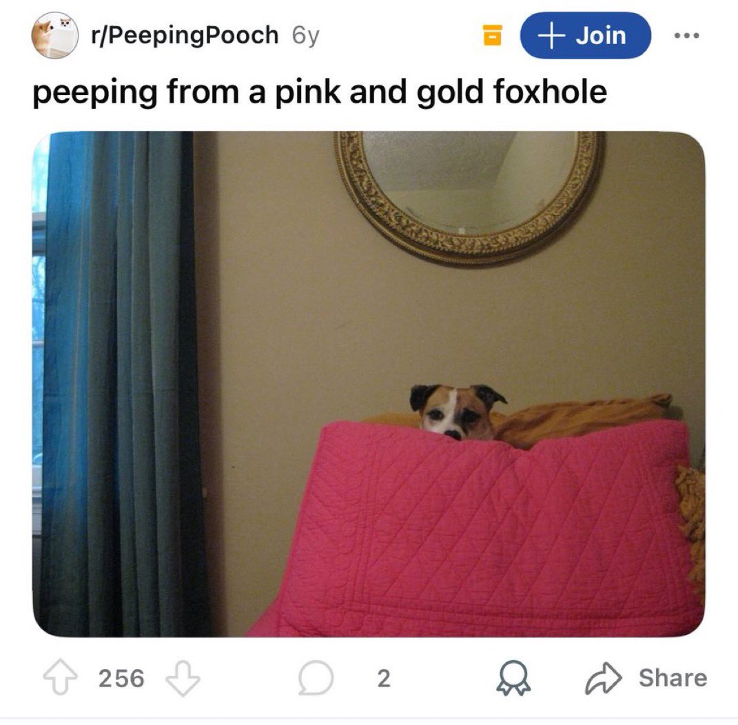 objectfetishist's tweet image. RIP David Berman. His last Reddit post before his suicide was of his beloved dog.