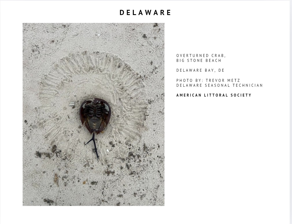 Horseshoe Crab Recovery Coalition tweet media