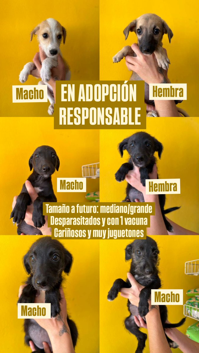 Me ayudan a difundir para encontrarles familia? Por ahora están en un tránsito pero son poquitos días! Después no sé 💔
Esto en prov de Santa Fe cerca de capital 🙏🇦🇷