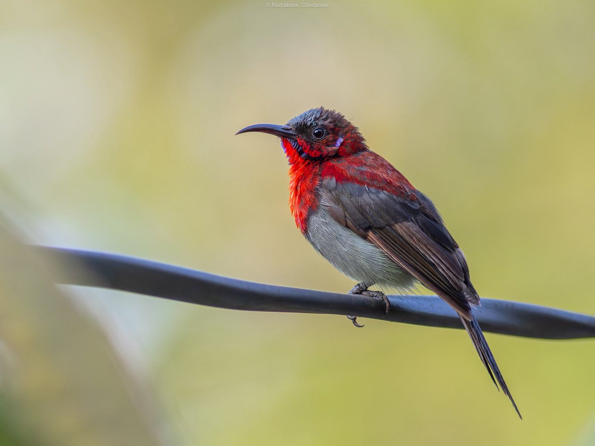 Blessed to see and photograph these four species of sunbirds from the porch of our home in Goa.

Purple Sunbird
Crimson-backed Sunbird
Purple-rumped Sunbird
Vigors’s Sunbird

#sunbirds #birdsofgoa #indianbirds