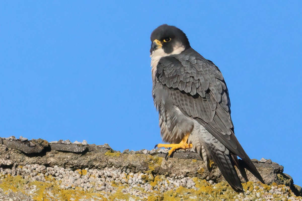 graham_jaggard's tweet image. Very pleased to get these two Peregrines in the sunshine at Castletown yesterday afternoon.
