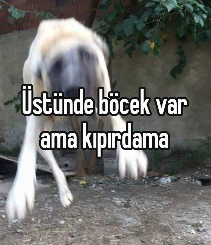 Burak ' (@burakbisakin) on Twitter photo 