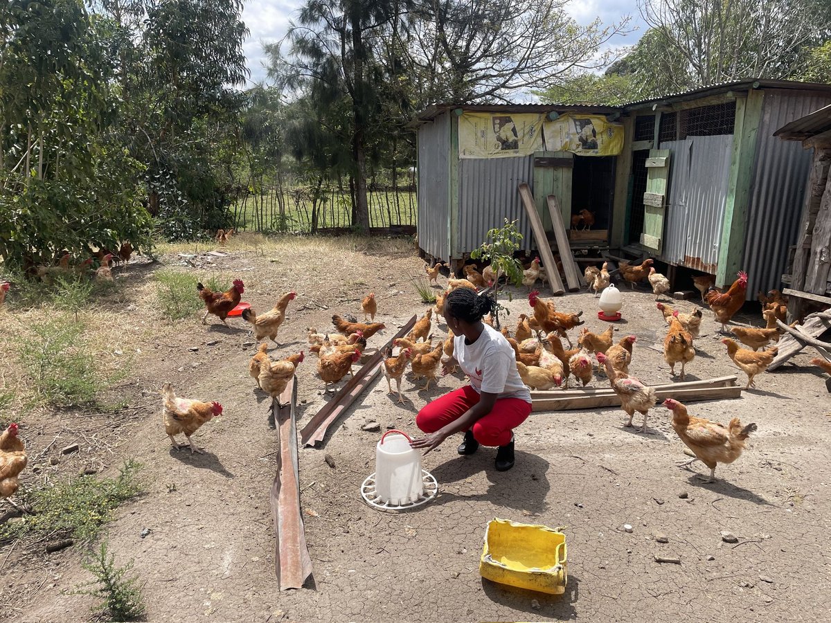 Naija_farmers's tweet image. HOW TO HARVEST MONEY FROM LOCAL CHICKEN IN 2026.

Start with 20 chickens this January 2026 and by the end of twelve months you'll have over 300 local chickens!!!

For those seeking information on local hens, here is a personal analysis, from experience.

If you started with 20…