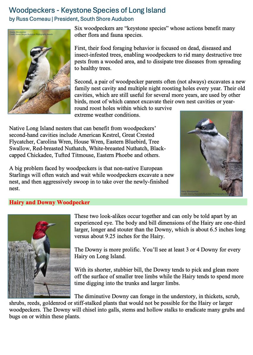 South Shore Audubon tweet media