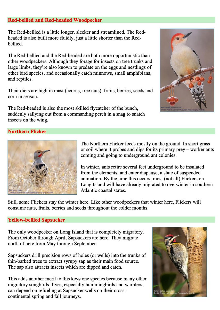 South Shore Audubon tweet media