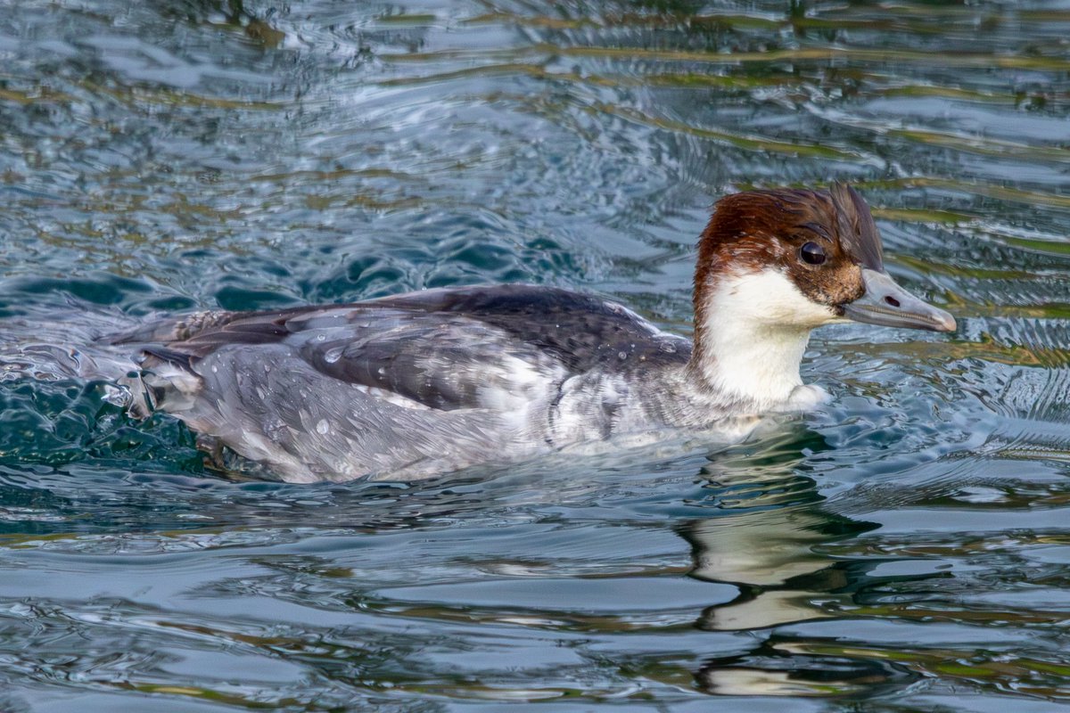 Kristian Wade tweet media