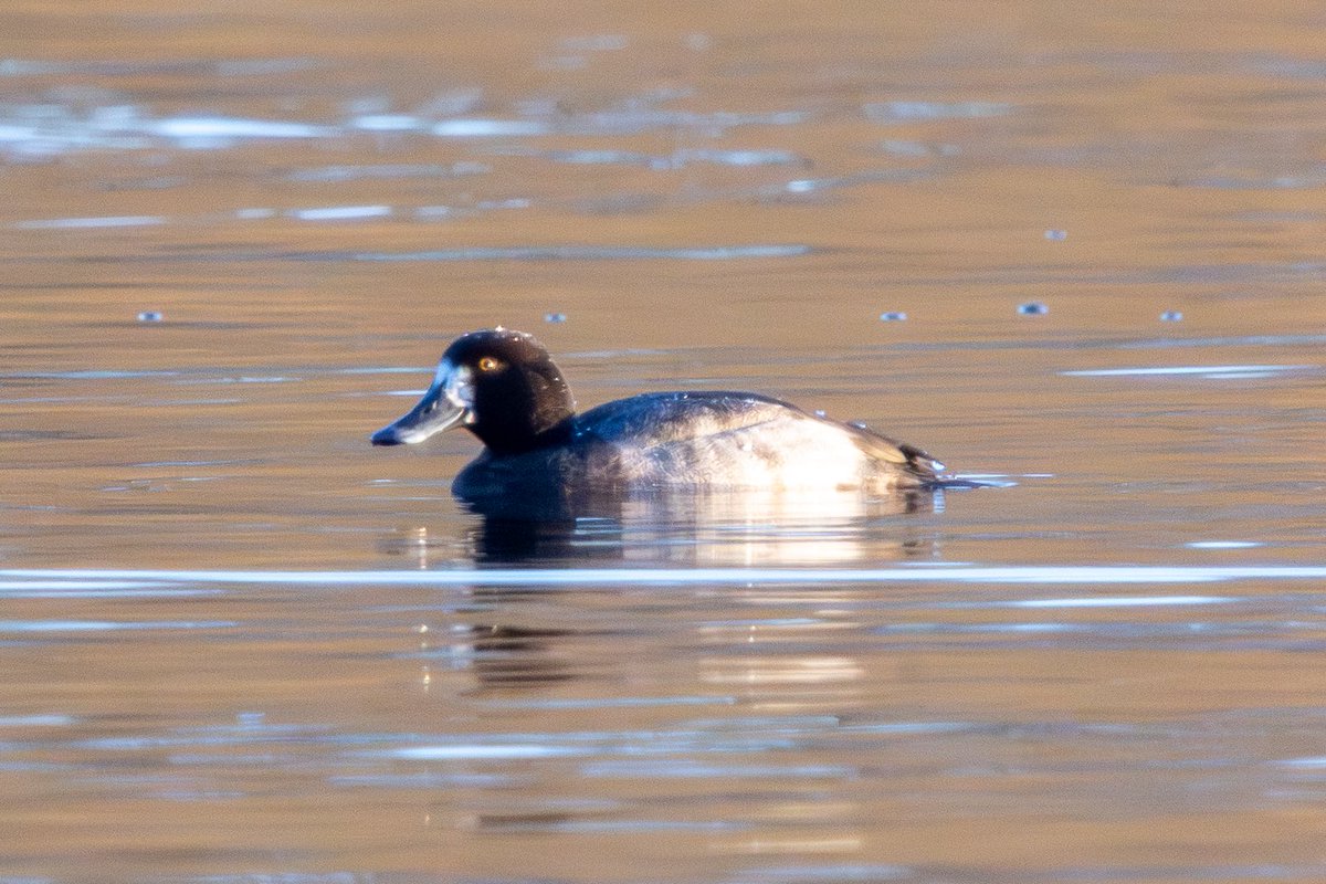 Kristian Wade tweet media