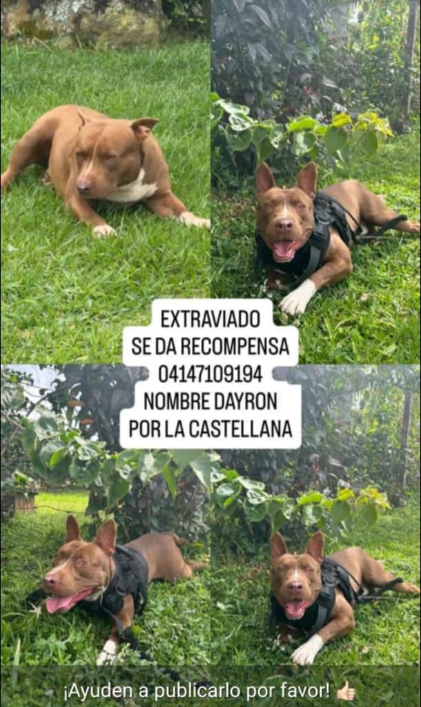 Reporta <a href="/SOSFaunaMerida/">SOS Fauna Mérida</a>: #Caracas
