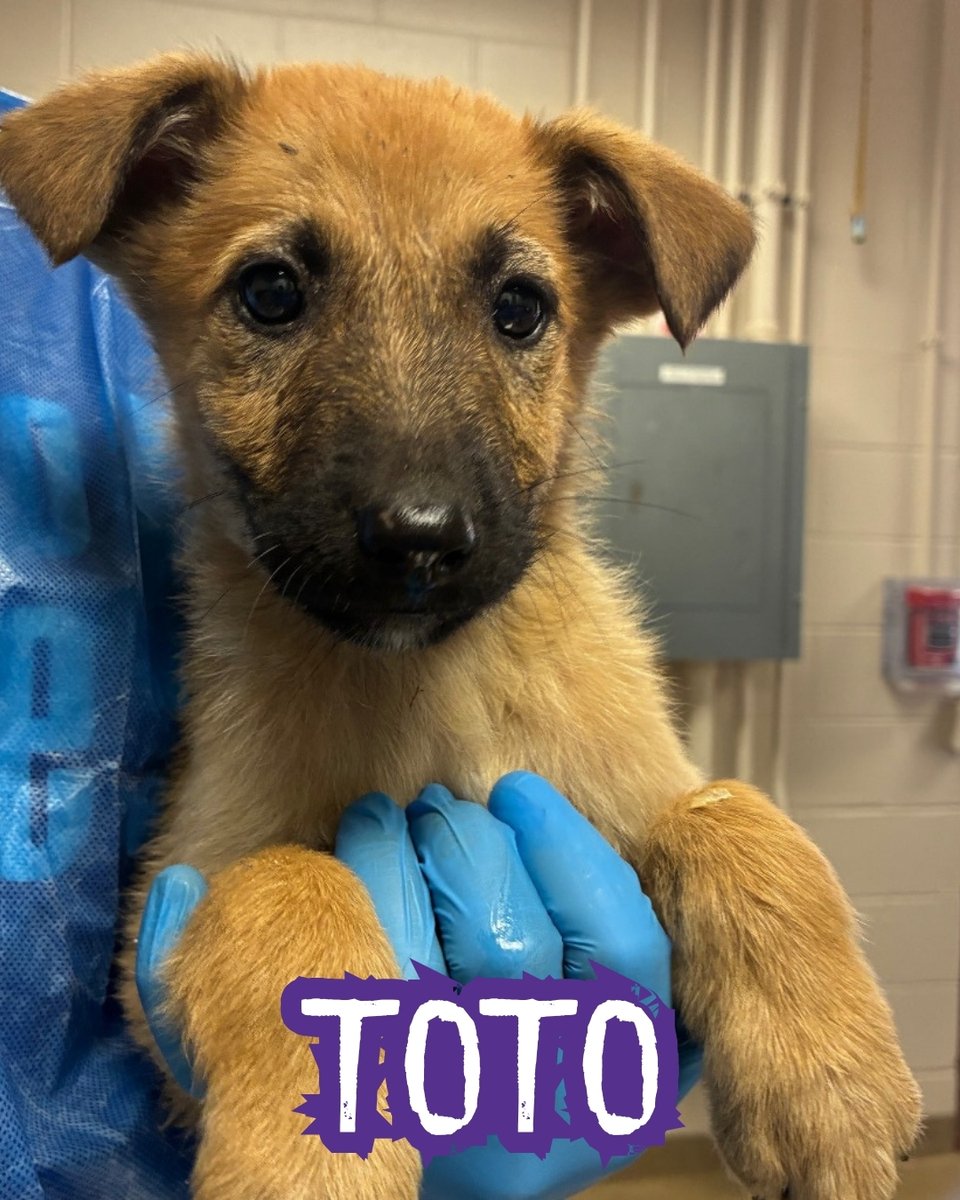 San Antonio Pets Alive! tweet media