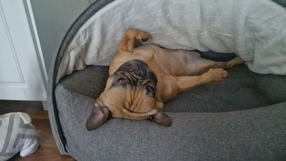 Finneas & Frieda, The Frenchie Connection tweet media