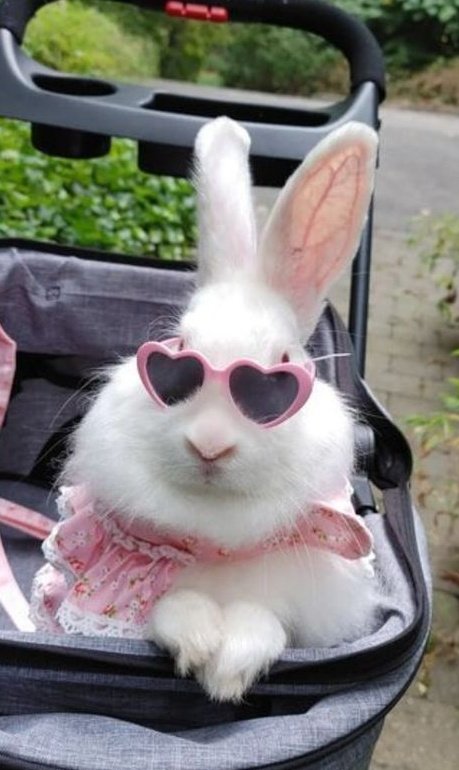 seungmin as bunnies tweet media