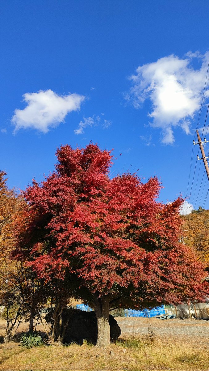 _na3turnip's tweet photo. Aaah take me back to this place again 🍂🇯🇵 https://t.co/qbIlkliPz8