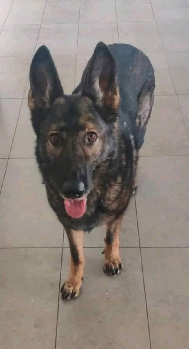 Over the weekend I took Kira with me to run some errands. I told her I would also take her to lunch which she loves to do. 
At the restaurant as we are leaving we walked past a table with a couple sitting there. For some reason, Kira walks straight up to the woman and looked in