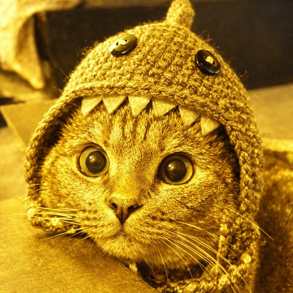 Shark Cat 🦈🐱 tweet media