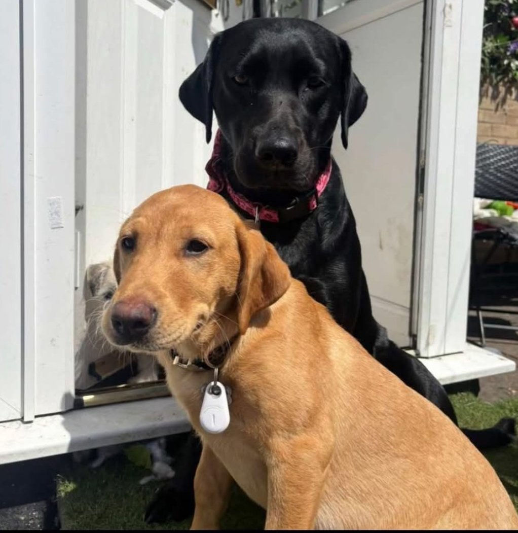 MARLENE HOME SAFE. THANKS FOR RT's 😊🐕🐾

🆘30 DEC 2025 #Lost #ScanMe
Red Fox Labrador Retriever Female
Cramlington Village  area #NE23 
County #Cramlington #Northumberland 
Last seen Parkside/Shanklea area of Cramlington NE23 sightings stopped after 5pm. doglost.co.uk/dog/201512