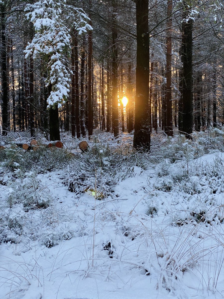 Pim Meussen tweet media