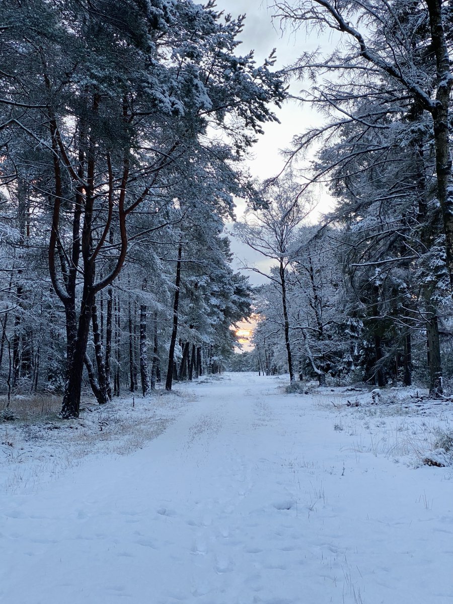 Pim Meussen tweet media