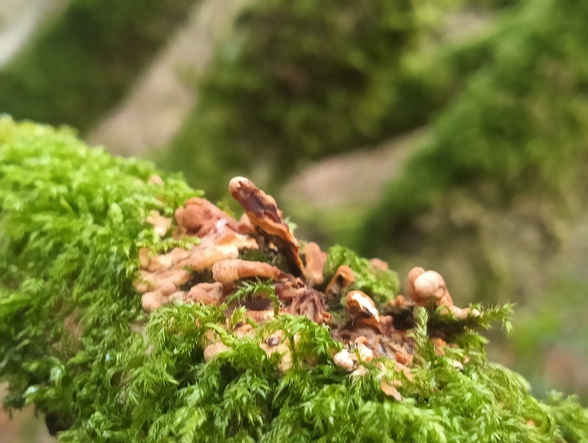 Donna Rainey tweet media