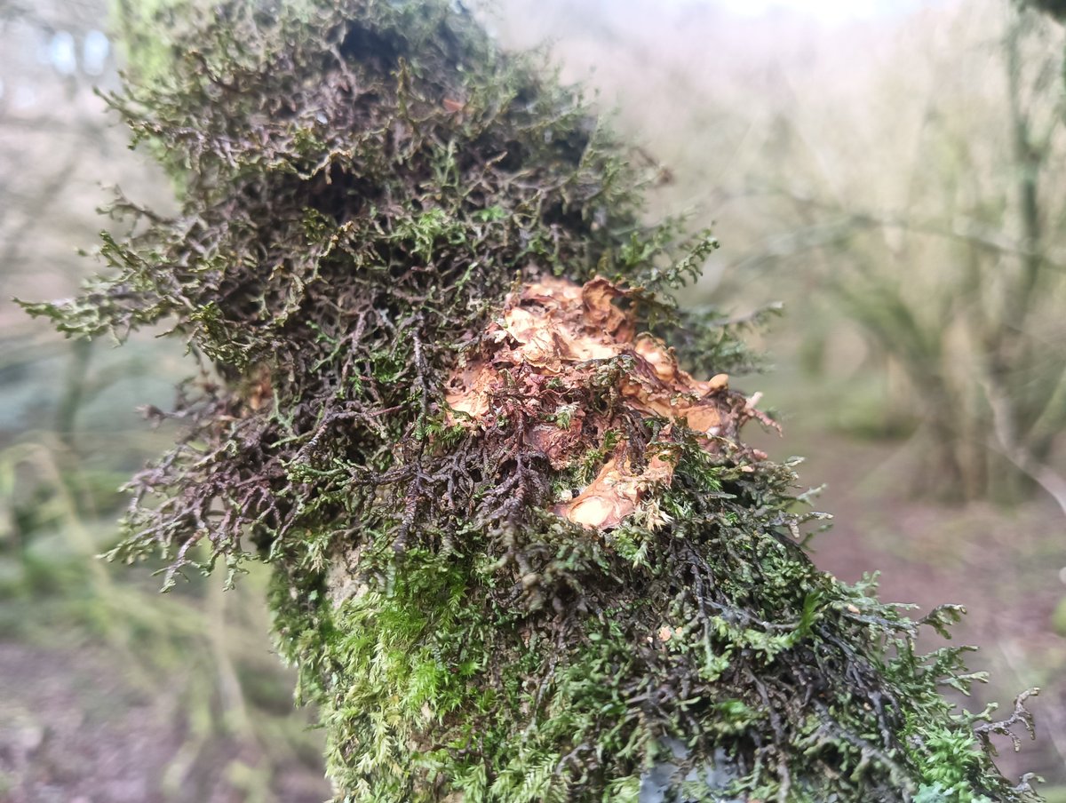 Donna Rainey tweet media