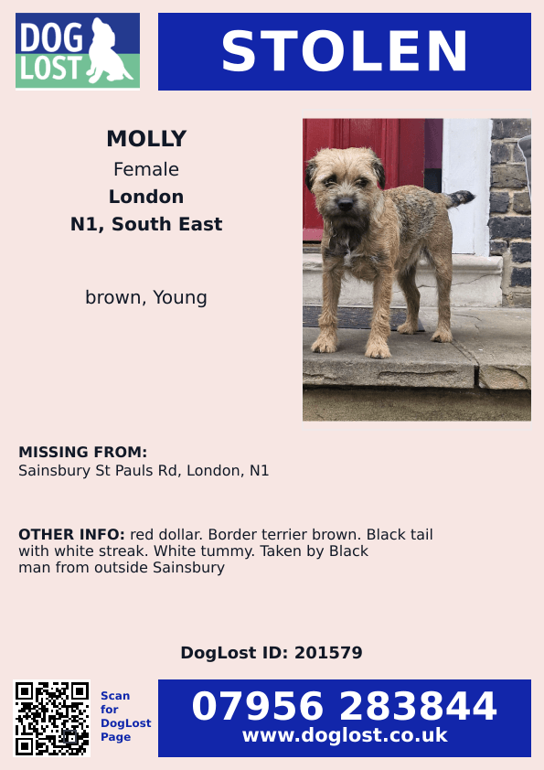 UPDATED TO #STOLEN PLEASE SHARE.

🆘3 JAN 2026 #Lost Molly #ScanMe #STOLEN?? YOUNG #PUPPY Border Terrier Female #BTPosse Sainsbury's St Paul's Road #Islington #N1 #London 
( Taken by Black Man from outside Sainsbury)  doglost.co.uk/dog/201579