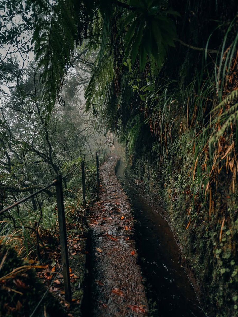 visualsofearth1's tweet image. Madeira Island