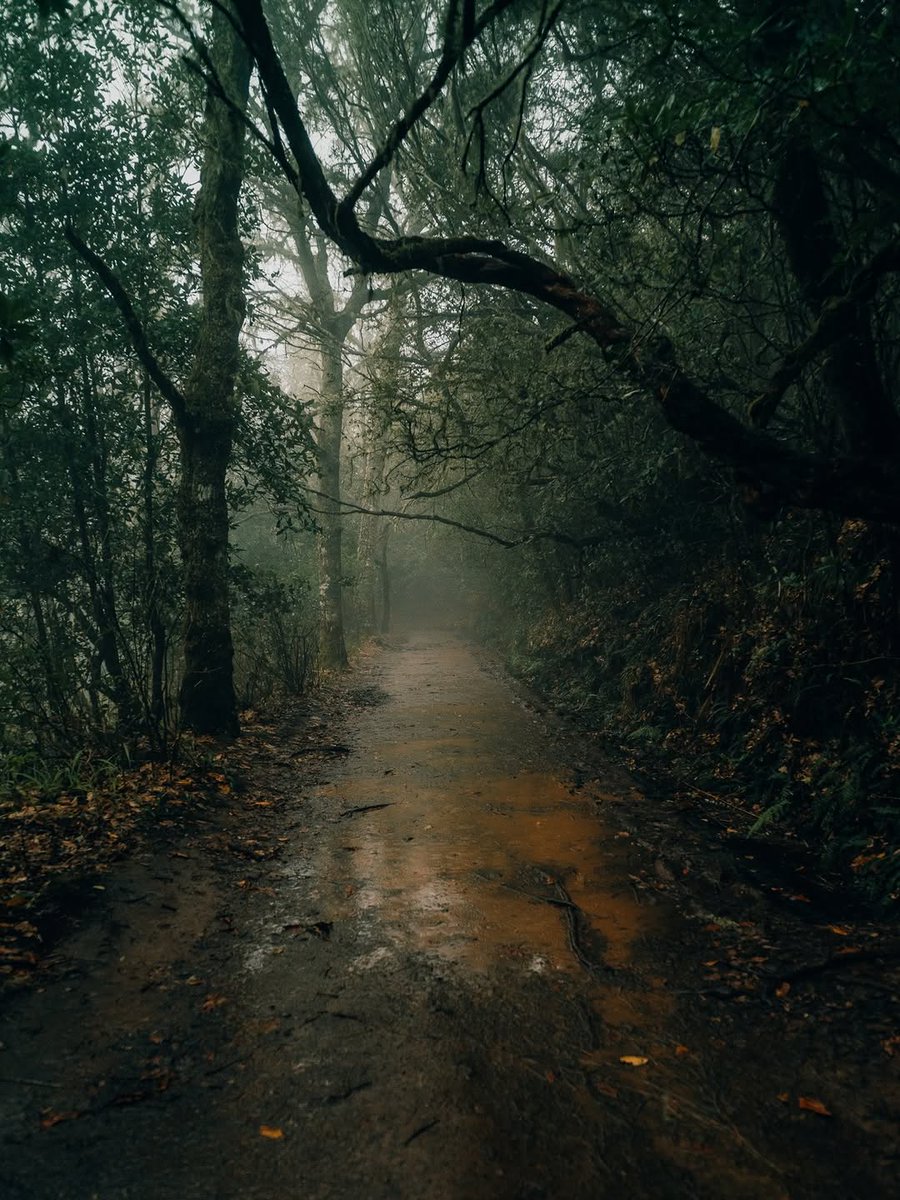 visualsofearth1's tweet image. Madeira Island