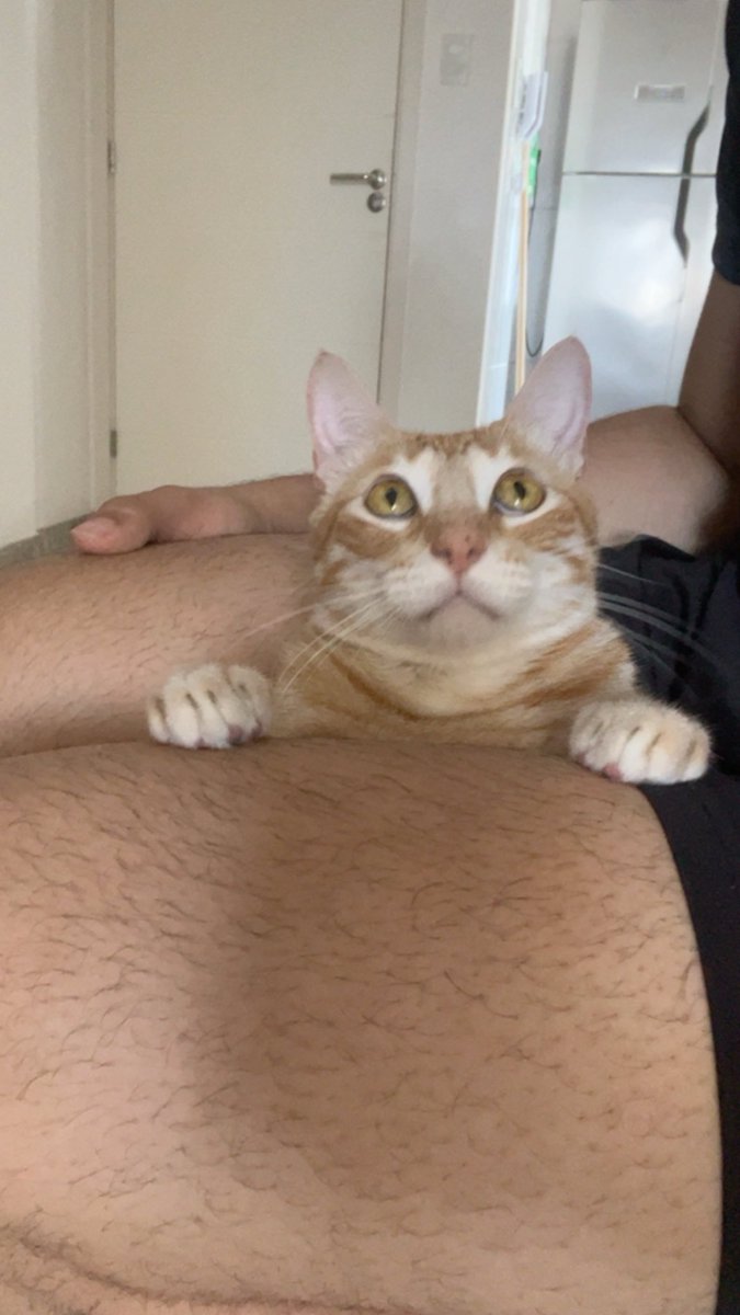 hawxkeye's tweet photo. gato topeira https://t.co/1OUxpxpaAS