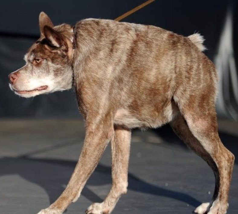 دويلة الخونه باقي معهم الكلب العقور هذا
ينبح