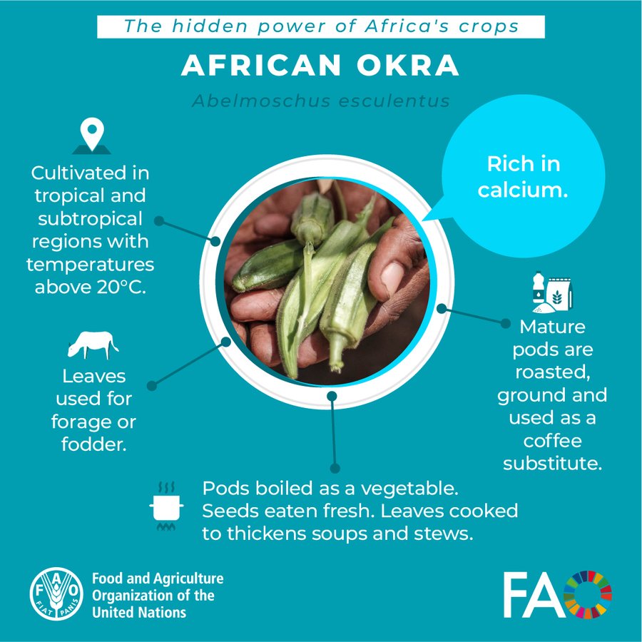 FAONewYork's tweet photo. Rich in calcium, its pods are boiled, seeds eaten fresh, & leaves thicken soups & stews.
Mature pods of African Okra are also used as coffee substitutes!
It's time to rediscover Africa's #ForgottenCrops & their potential to transform agrifood systems👉https://t.co/epfoQ3MIXn https://t.co/yiEcjrKmAk
