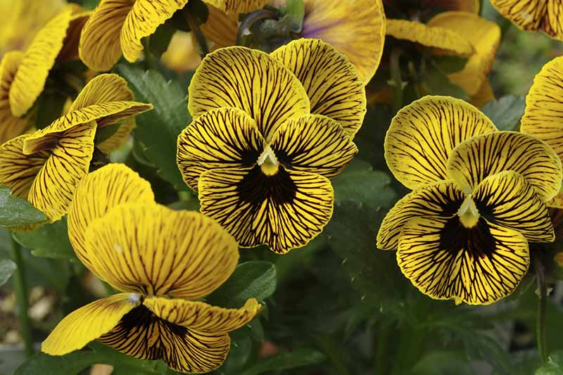 Gardeners_Path_'s tweet photo. 39 of the Best Violet Varieties - add some cheer to your garden with the vibrant colors of violets, violas, and pansies. Discover 39 of the best varieties now on Gardener's Path. https://t.co/iYTIhznR4j #violets #pansies #violas #flowergarden https://t.co/zfOAa9lq4U