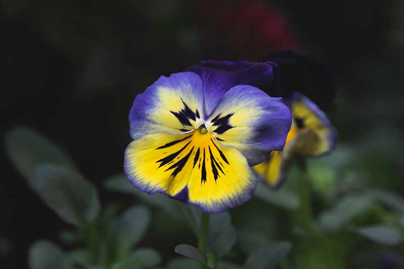 Gardeners_Path_'s tweet photo. 39 of the Best Violet Varieties - add some cheer to your garden with the vibrant colors of violets, violas, and pansies. Discover 39 of the best varieties now on Gardener's Path. https://t.co/iYTIhznR4j #violets #pansies #violas #flowergarden https://t.co/zfOAa9lq4U