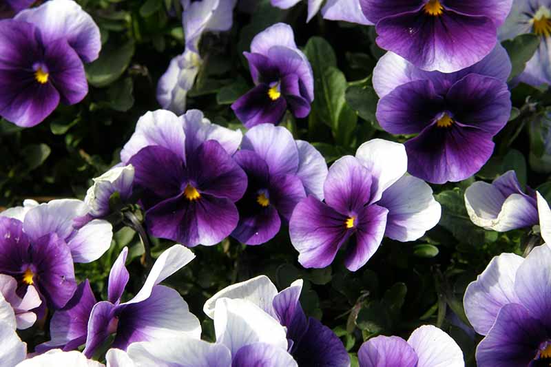 Gardeners_Path_'s tweet photo. 39 of the Best Violet Varieties - add some cheer to your garden with the vibrant colors of violets, violas, and pansies. Discover 39 of the best varieties now on Gardener's Path. https://t.co/iYTIhznR4j #violets #pansies #violas #flowergarden https://t.co/zfOAa9lq4U